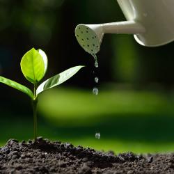 watering can watering a plant